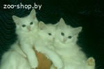 белые пушистые котята, девочки