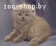 Британские котята.Вислоухие плюшевые котята "скотиш-фолд"