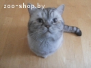 Британский кот ищет кошку для вязки
