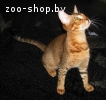 Чаузи (нильская кошка) поколение F5