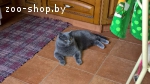 Чистокровный британский кот приглашает на вязку