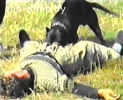 Дрессировка собак Киев