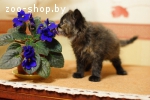 Фенотип котёнок сибирской кошки по имени Лейла 2 мес. в дар