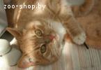Кот Дениска в дар – рыжий, милый и добрейши
