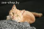 Кот Дениска в дар – рыжий, милый и добрейши