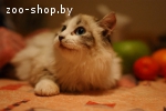 Котёнок-мальчик невской маскарадной кошки по имени Гиперион