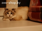 Котёнок-мальчик невской маскарадной кошки по имени Гиперион