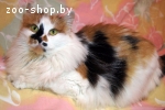 Красавица трехцветная кошка на счастье - в дар