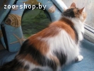 Красавица трехцветная кошка на счастье - в дар