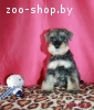 Купить щенка цвергшнауцера в Минске