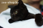 Маленькие чёрные агаты, котята 2-х месяцев в дар
