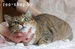 Мурра – тигровая кошка с рыжинкой в дар!