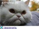 Персидский кот Том - мягкий пушистый друг в дар