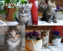 Прекрасные питомцы волонтёров, котята-малыши от 2-х месяцев