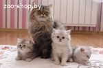 Продам британских длинношерстных котят