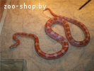 Продам змею маисовый полоз вместе с террариумом