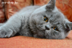 Вязка.Британский кот голубого окраса