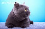 Вязка - Британский кот - Show class